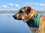 That's Bull Bandana