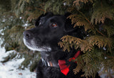 Pet Bow Tie