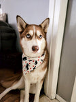 Canada Eh Bandana